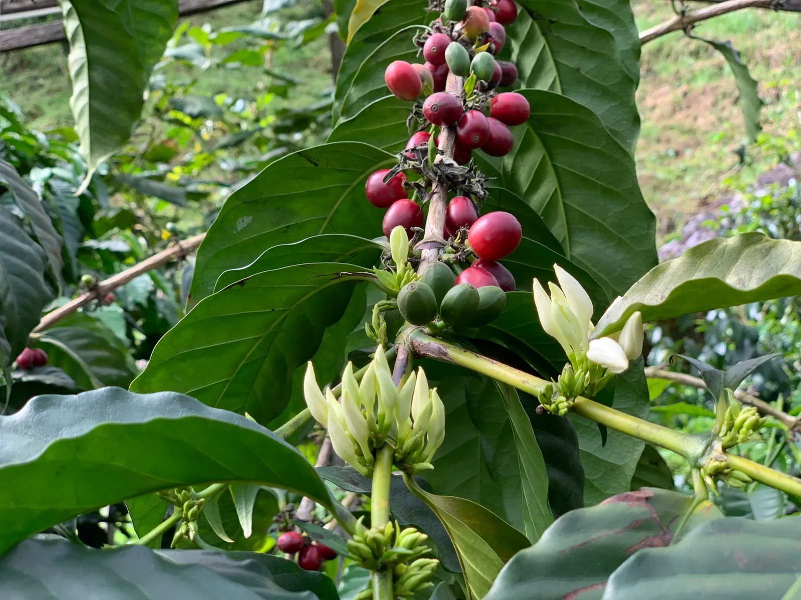 Organic Colombia Tolima Rio Blanco