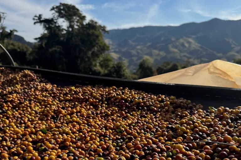 COCARIVE Baba's blend