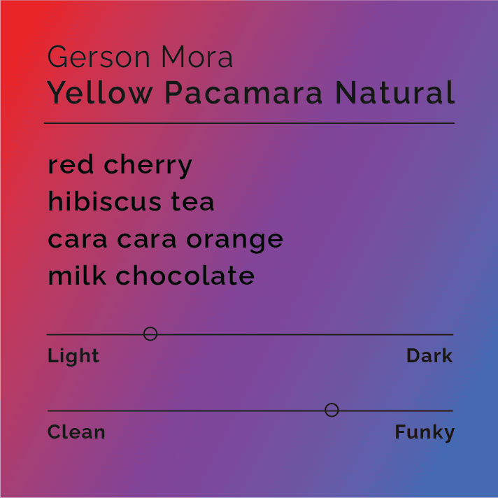 Gerson Mora - Yellow Pacamara Natural