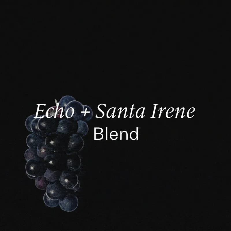 Panama + Guatemala — Echo + Santa Irene Blend