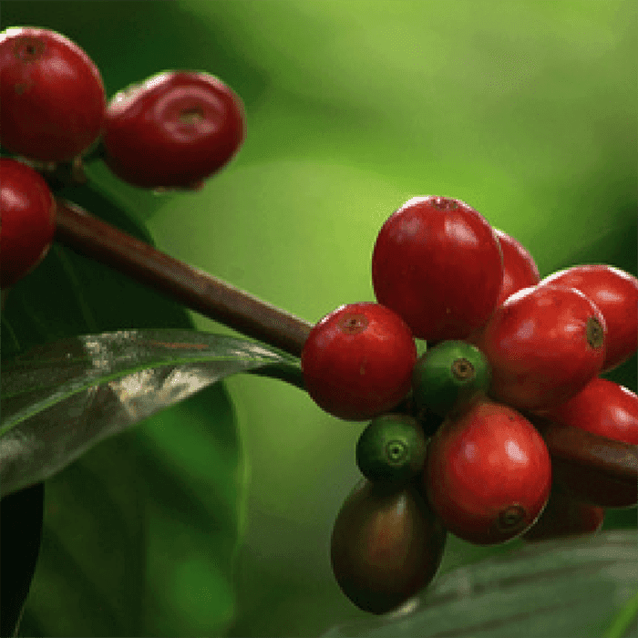 Decaf Colombia Huila