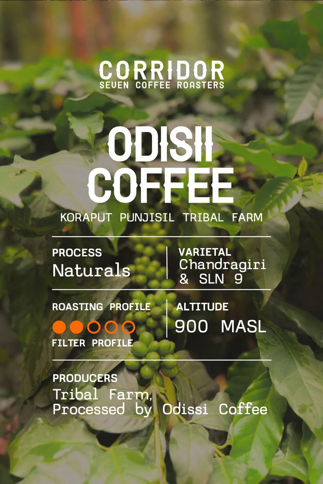 Tribal farms from Koraput, Odisii Coffee