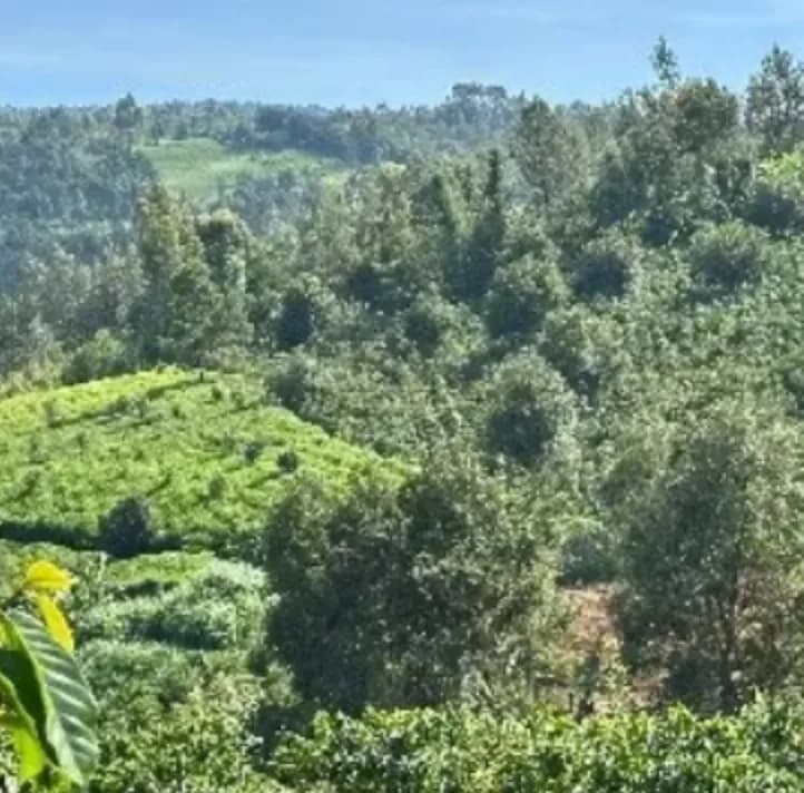 Kenya Nkumari, P1 C