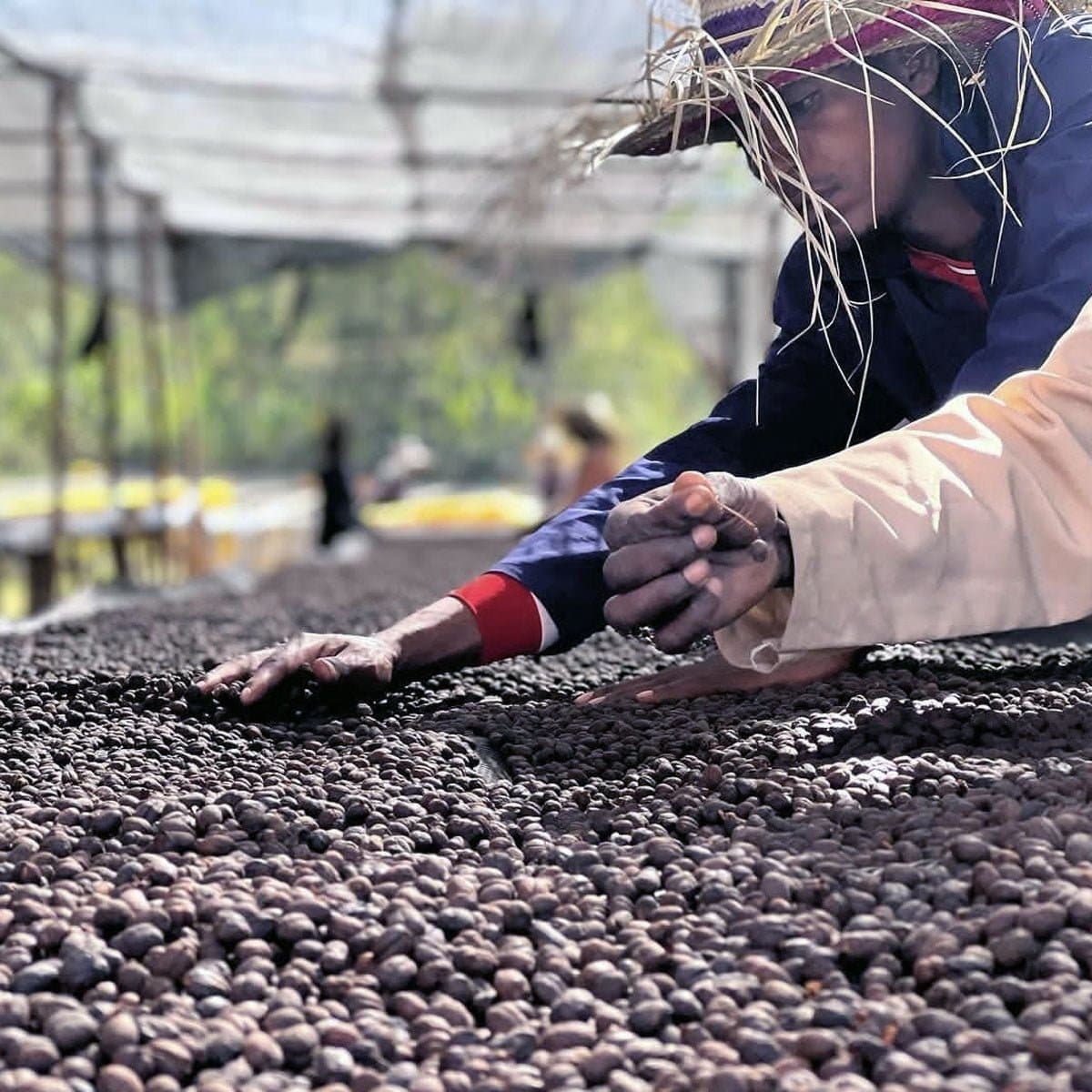 Ethiopia Banko Gotitti