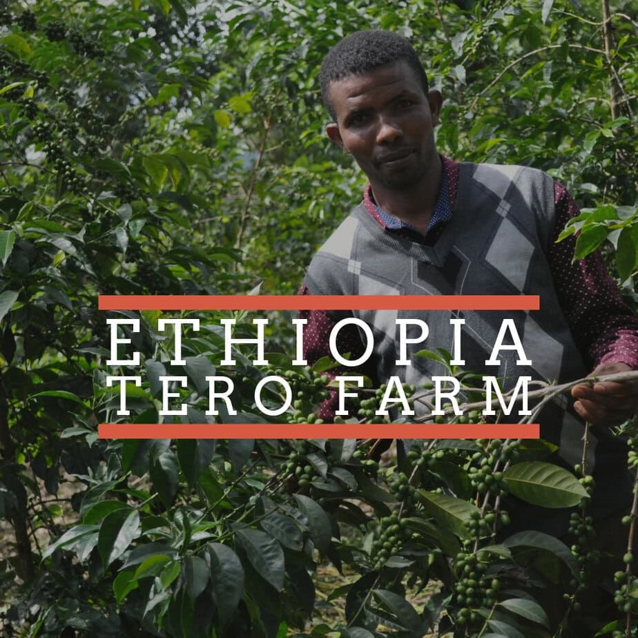 Ethiopia Tero Farm